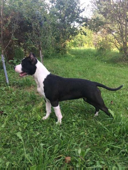 Valkyrie Black Dream | American Staffordshire Terrier 