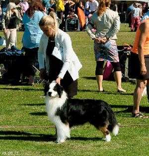 Morwhit James Casino Royale | Australian Shepherd 