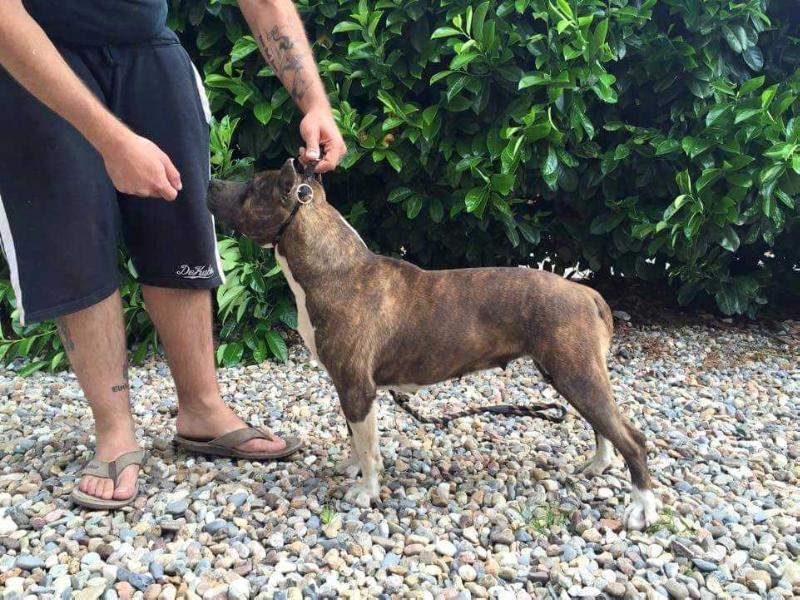 BRINDLEDRAGONS RUNE | American Staffordshire Terrier 