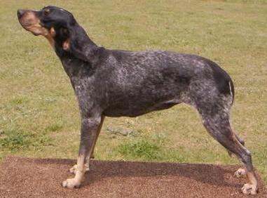 Wolvertons Southern Blue Sally | Bluetick Coonhound 