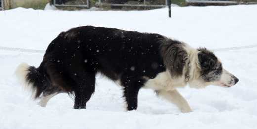 Gaya du Clos de Nétilia | Border Collie 