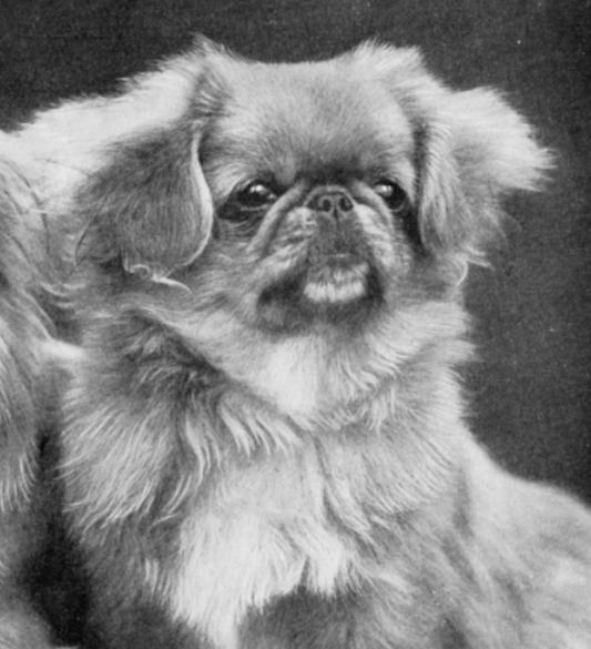 Little Joke of Winwood | Pekingese 