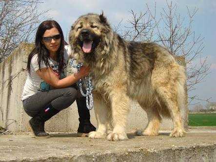 Raisa De Brailita | Caucasian Mountain Dog 