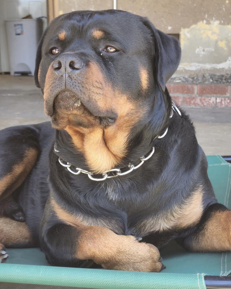 Jax Vom Cervantes | Rottweiler 