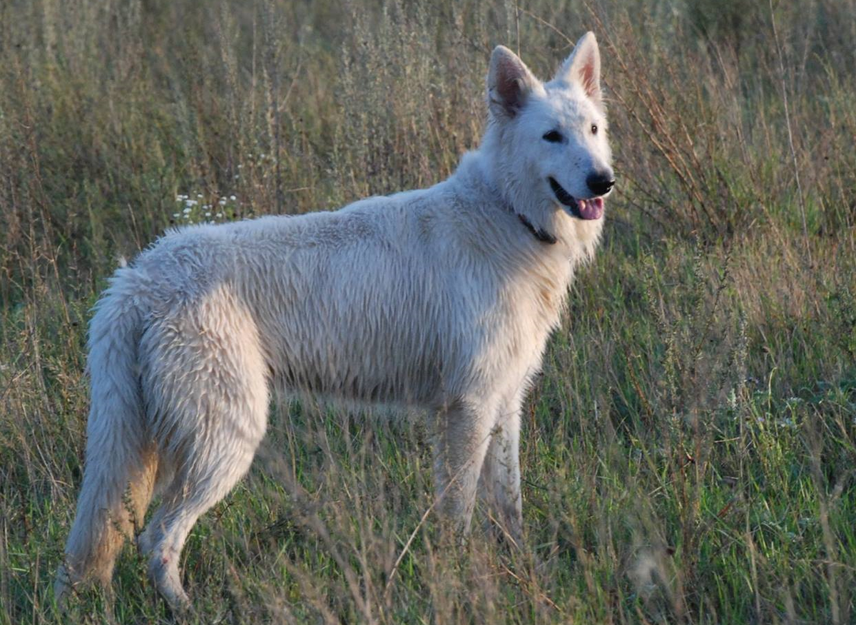 Nebesnyi Volk Vitchna Lubov | White Swiss Shepherd Dog 