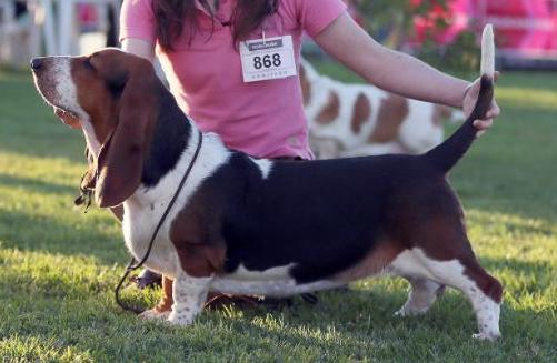 Elisabete da Quinta da Alfarrobeira | Basset Hound 