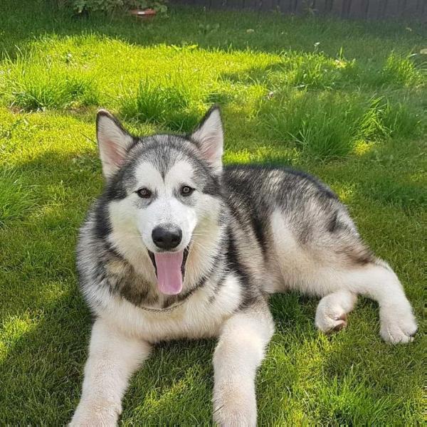 Lady Bordeaux Posad Victory House | Alaskan Malamute 