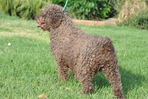 KOCOA DE TENDER TEDDY | Spanish Water Dog 