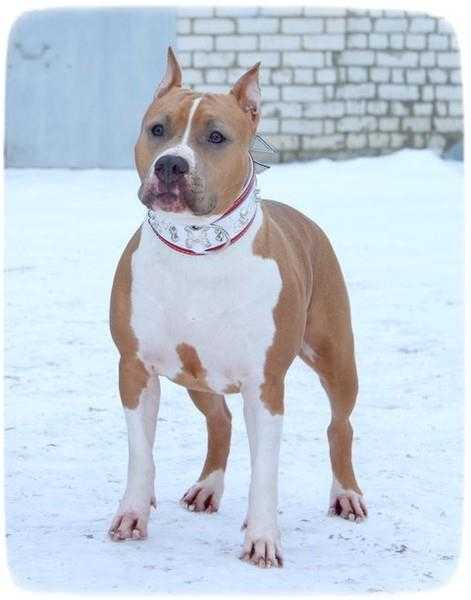 Oveyshi Without Disput Iz Doma Allvik | American Staffordshire Terrier 