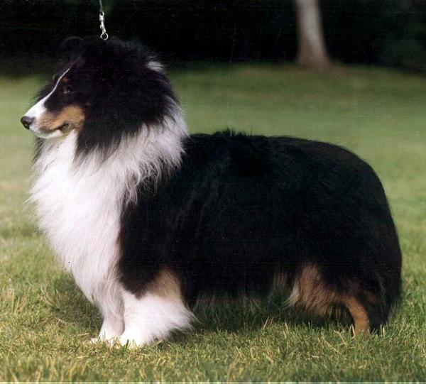 Sea Haven's Sharper Image | Shetland Sheepdog 