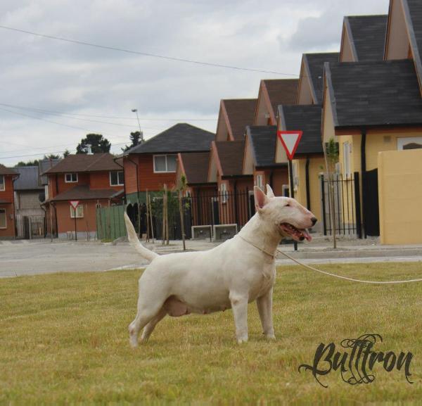 Loma Blanca de Chilcan | Bull Terrier 