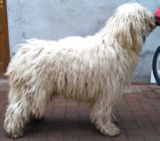 Duhaj Matyó Dzsingisz | Komondor 