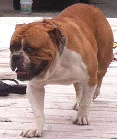 Tompkin's Maximillion | Olde English Bulldogge 