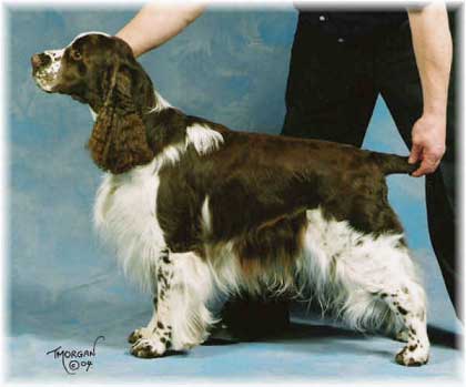 Wadeson Inspector Wexford | English Springer Spaniel 