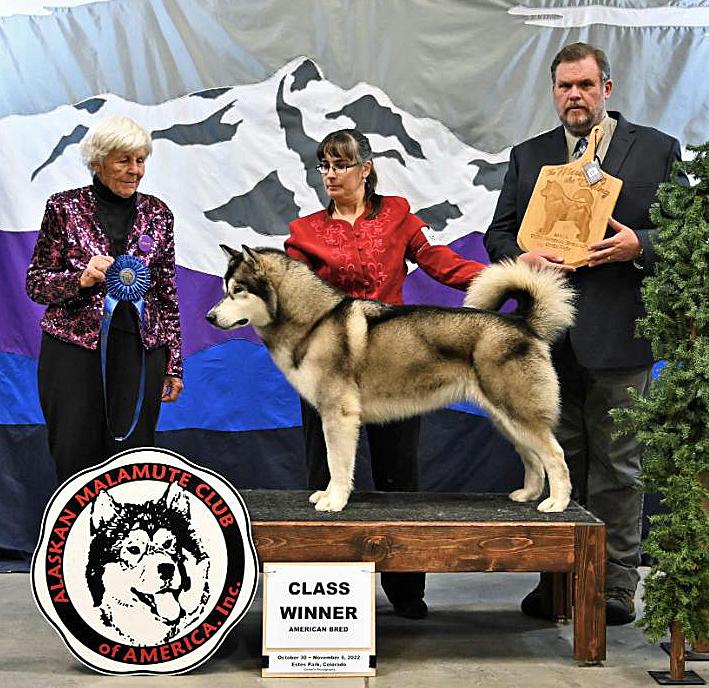 Arctic Thunder She's Like the Wind | Alaskan Malamute 