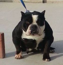Wgk ninja nikki of sideswipe kennel | American Pit Bull Terrier 