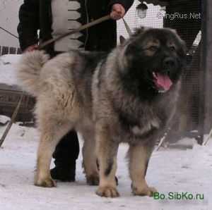 ORRESH AUR GERON | Caucasian Mountain Dog 