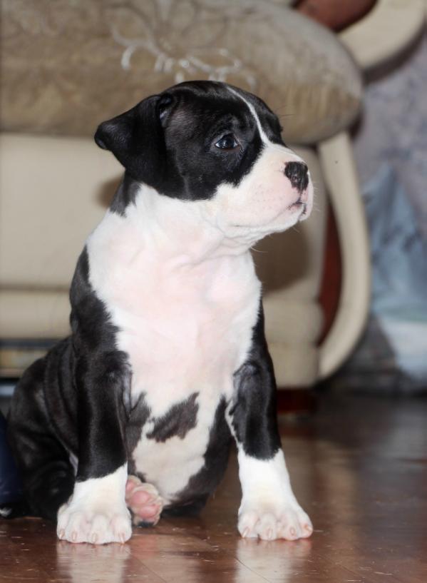 Tiger Land San Diego | American Staffordshire Terrier 