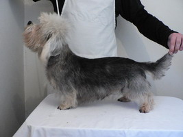 Coral z Levoveho panstvi | Dandie Dinmont Terrier 