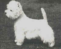 Wesscots Knight F' Dancin | West Highland White Terrier 