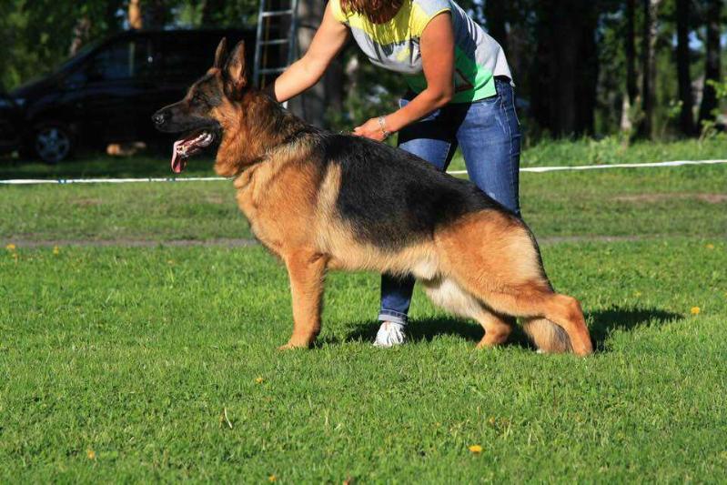 Theseus vom Arrian Hof | German Shepherd Dog 