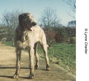 Erindale Brid | Irish Wolfhound 