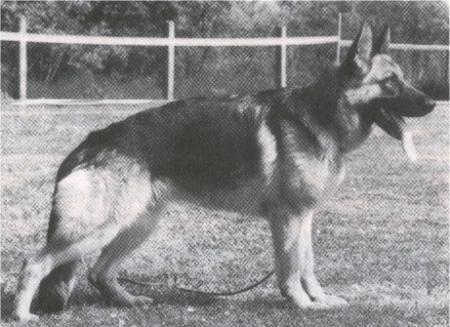 Zilli von Batu | German Shepherd Dog 