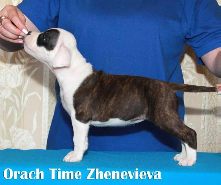 Orach Time Zhenevieva | American Staffordshire Terrier 