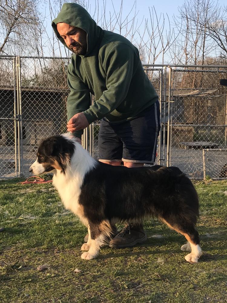 Prestigio Bullet With Butterfly Wings | Australian Shepherd 