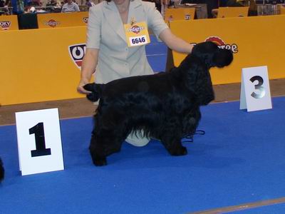 Athina's Product Black Magic Beau Mont | English Cocker Spaniel 