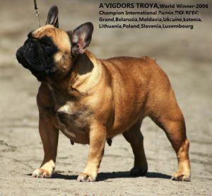 AVIGDORS TROYA | French Bulldog 