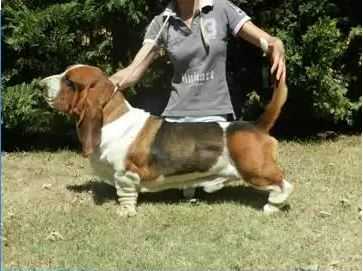 GOOGLE Van Hollandheim | Basset Hound 