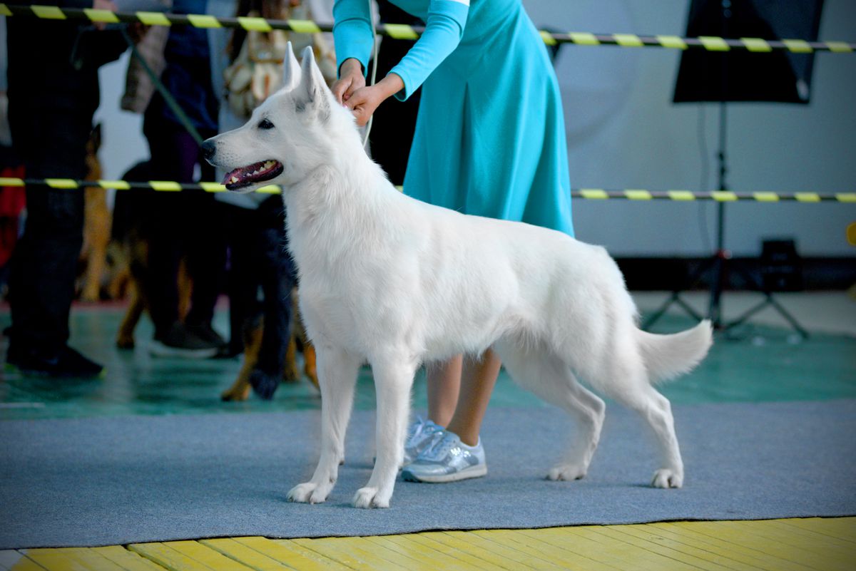 Astra Avis Olimpia | White Swiss Shepherd Dog 