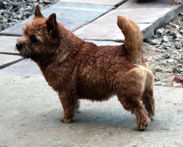 PIPER GRAND VILLA ROSE | Norwich Terrier 