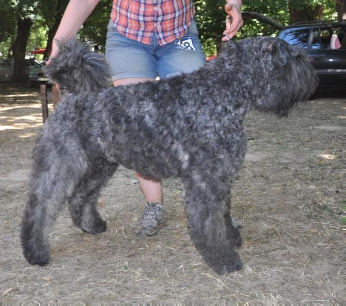 BENNET April North Carpaty | Bouvier des Flandres 