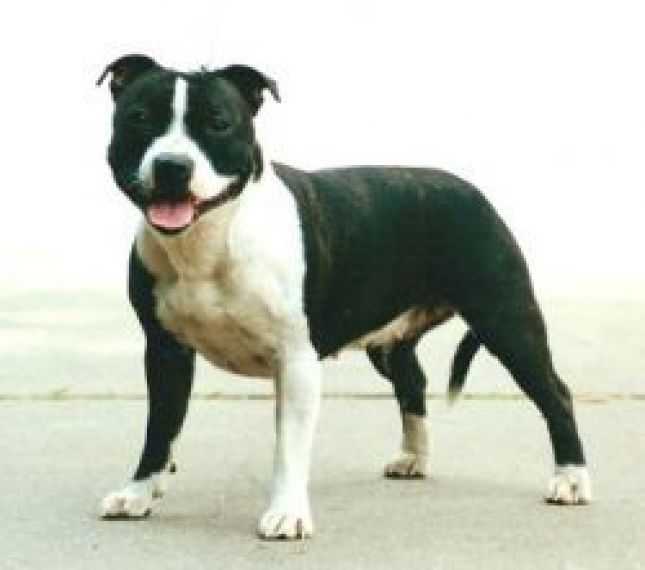 Gwyn Pinky | Staffordshire Bull Terrier 