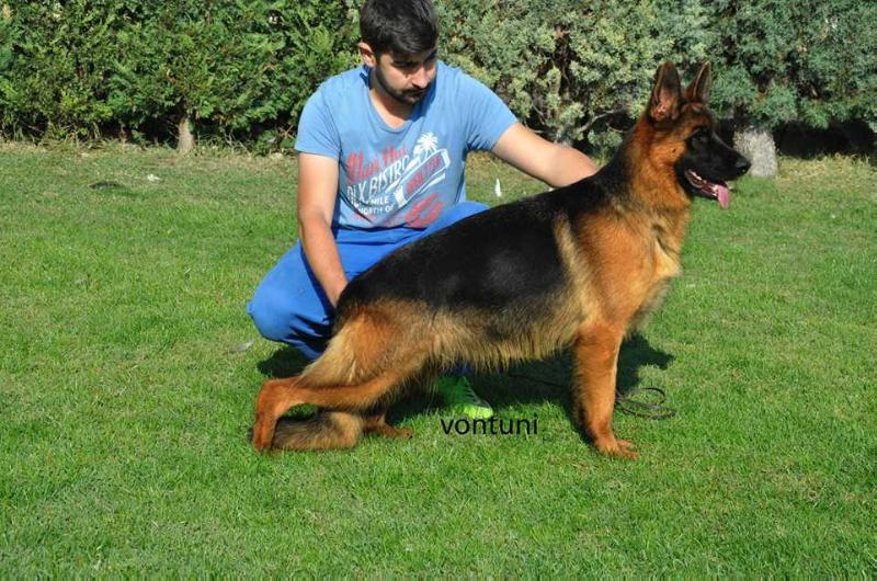 vena von der kocaeli | German Shepherd Dog 