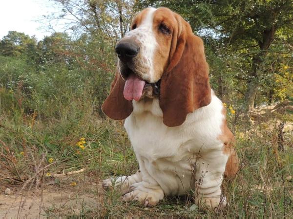 Janzen's Fred | Basset Hound 