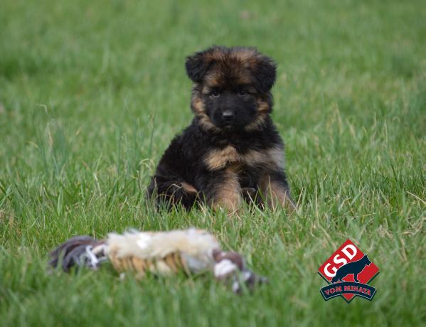Octavia Vom Minaya | German Shepherd Dog 