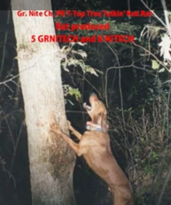 T-Top Tree Talkin' Red Rat | Redbone Coonhound 