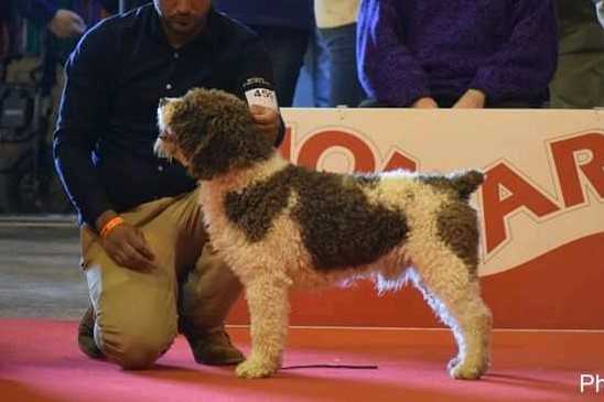 Tifon de Sierra Valleja | Spanish Water Dog 