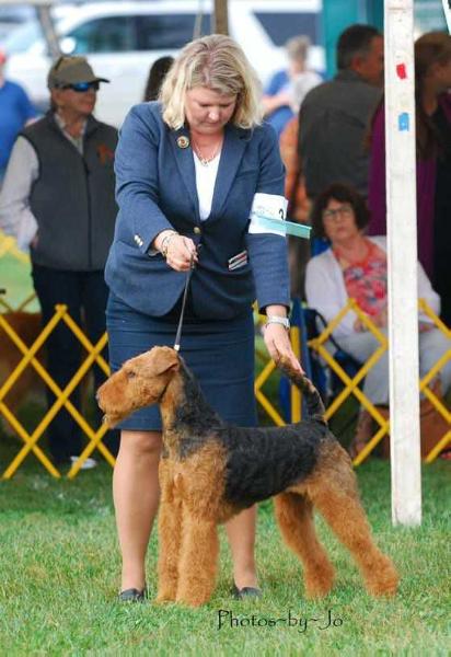 Windancer Zinful QT | Airedale Terrier 