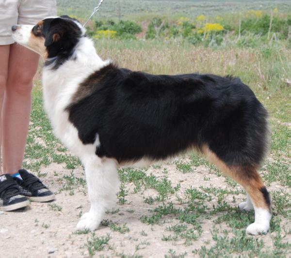 Shadomoons Gonna Ruff Ewe Up | Australian Shepherd 