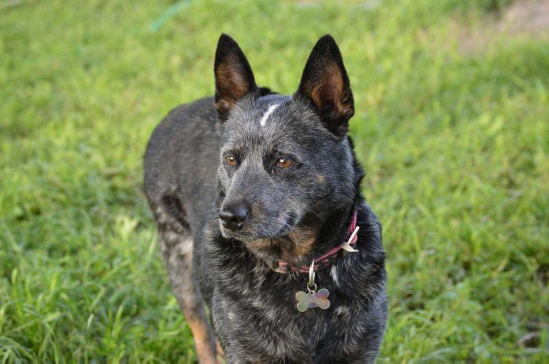 ASN SEXY LEXI | Australian Cattle Dog 