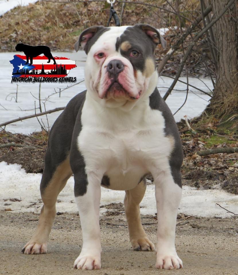 Nuyorican Bulldogges Machete | Olde English Bulldogge 