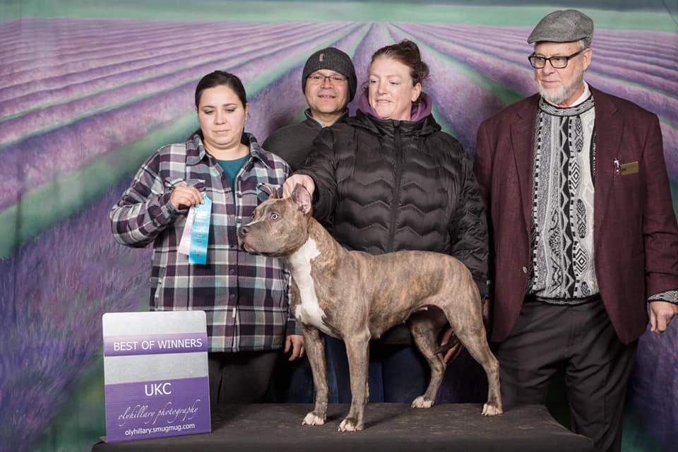 BARTIN'S BLUE BRINDLE TORNADO | American Pit Bull Terrier 