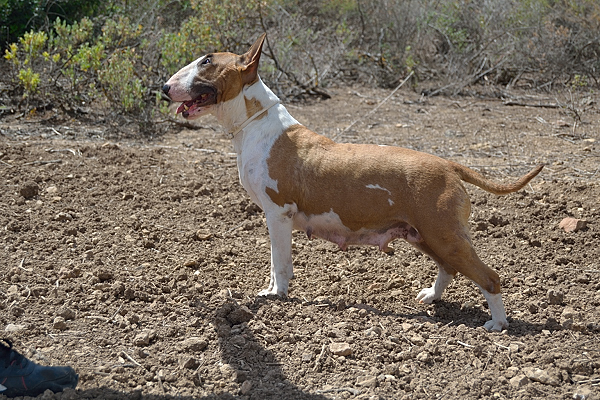 Ariel de lordbull | Bull Terrier 