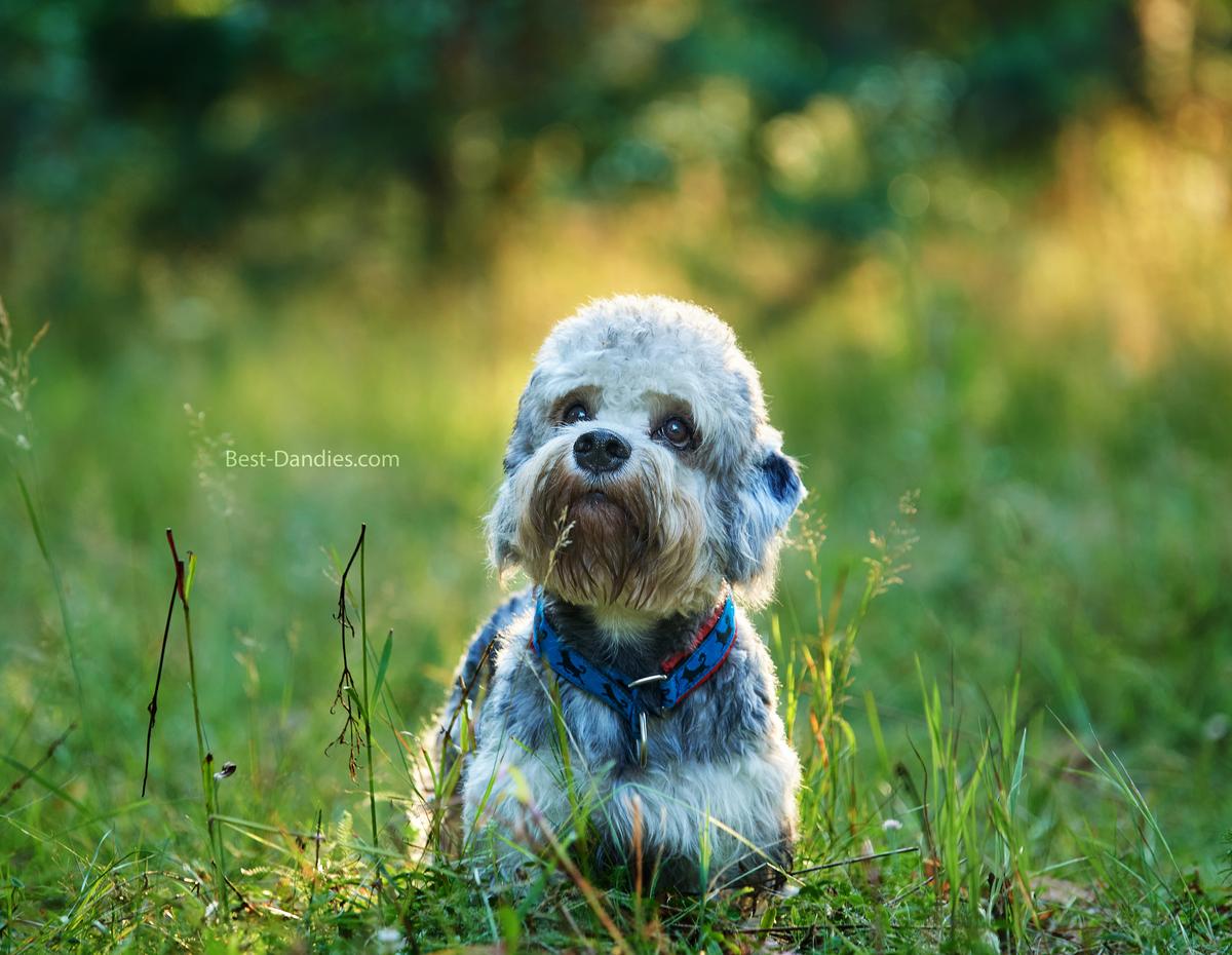 Sunny Magic Venkman | Dandie Dinmont Terrier 