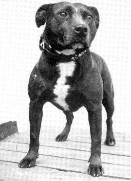 Brinstock Democrat | Staffordshire Bull Terrier 