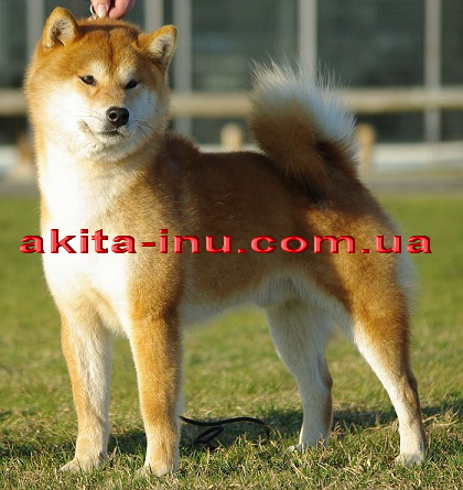 Gengou go shun’you kensha | Shiba Inu 